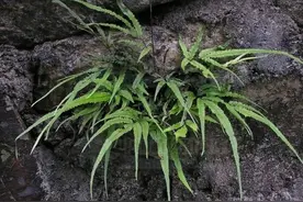 外面遇到5种小植物，带回来做成小盆景，漂亮又美观图片