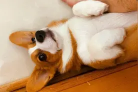 祝贺你！狗狗这些睡姿，说明在你家过得很幸福图片