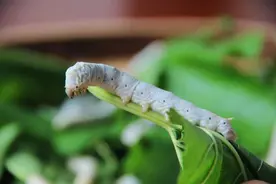 一点点不干净就致命，世界上最爱干净的宝宝叫蚕宝宝，有人卖它年入600万图片