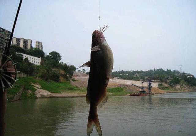 火腿肠也能钓鱼吗？用白酒、红糖、氨基酸水泡制后，有效果