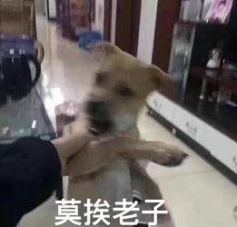 全身起鸡皮疙瘩头晕