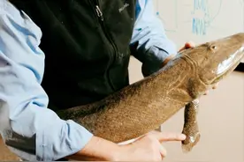 科学家：人类是从鱼进化而来的，有过渡化石，进化过程是这样的图片