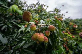 荔枝上市十几天，价格下跌80%，68万斤马上成熟，果农：怎么了图片