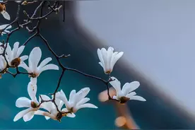 记忆中的歌声图片