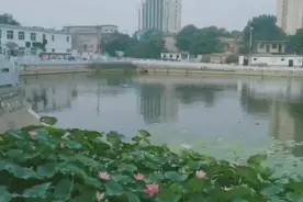 六稳六保看河南：都市频道记者带您看“河南范本”图片