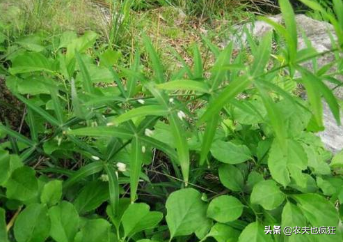 浜虹О鈥滆€佽檸濮溾€濓紝闀跨浉閰蜂技鐢熷锛屽瘜鍚?7绉嶆皑鍩洪吀锛屾敹璐环8鍏?鏂? onerror=