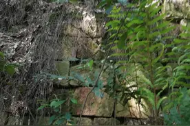重庆市南川巴南交界深山野森林探险之旅图片