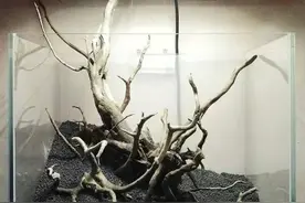 人生难免带点绿——开口草缸吧图片