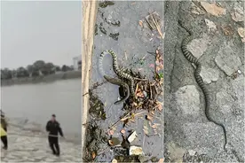 江苏长江边出现蛇群，老乡：一米多长，到处乱游，还有乌龟黑鱼图片