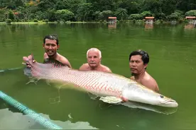 亚马逊胆大包天鱼，看见有人马上凑过来送死，因此差点绝种图片