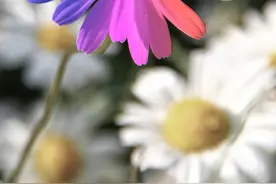 Snapseed手机修图：如何调出漂亮的七色花效果呢？图片