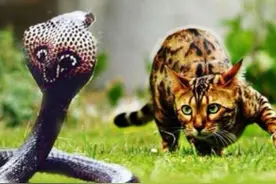 猫在洞口等逃进洞里的老鼠，等出来一条蛇，老鼠不见了，蛇说没吃图片