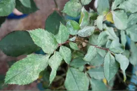 月季是个“药罐子”，常出现6种病虫害，要如何防治？图片