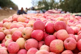 皇帝柑、冰糖橙腰斩，苹果减产卖不动！水果伤不起？2种水果大涨图片