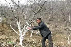 花椒树防冻管理措施图片