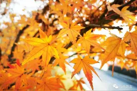 枫叶红了，想你了 作者/灵儿图片