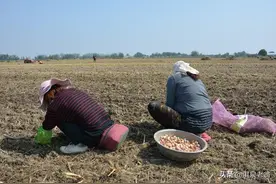 大蒜何时播种好图片