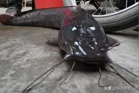 这种鱼以前被视为美味，如今在农村河里到处都是，污水沟都能生存图片