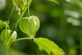 菇茑：香甜可口的特色新型水果，高产优质栽培技术详解图片
