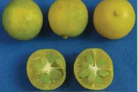 广西又发现了一个柑橘新品种！你听过吗？幼树第2年可开花坐果图片