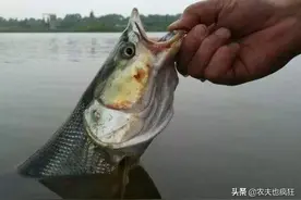 人称“铜头鱼”，性凶猛生长快，过去水库多见，如今上千元一条图片