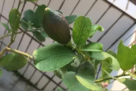 广东四季香水柠檬就是这样一边开花一边结果，夏天自制柠檬茶必备图片