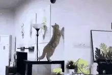 爆笑gif——多么痛的领悟图片