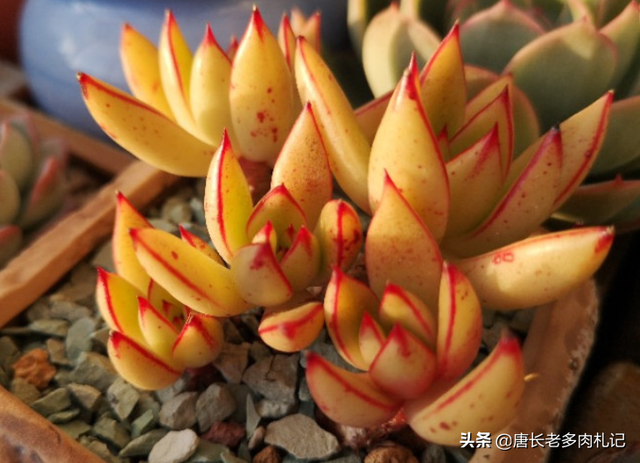 血斑金丝黄金雨,这款多肉名字不少颜值也不低,喜欢它别买重复咯