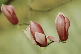 突然想听的歌——野百合也有春天（张蔷）图片