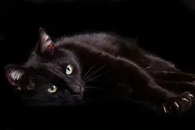 黑猫是不祥的象征，不能养？黑猫只有一个缺点图片