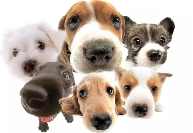 鐙楃嫍榧诲瓙鈥滄帀鑹测€濅簡锛熷彲鑳芥槸楗插吇涓嶅綋鎯圭殑绁? onerror=