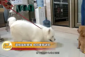 遛狗强制牵绳 如何牵有讲究图片