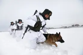 军犬5000米高空跳伞，一脸淡定，网友：这是哮天犬吧图片