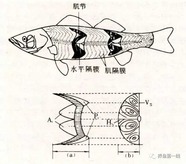 鱼鳞由什么组成