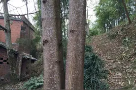 俗话说“椿树高过房，主人有伤亡”，为什么这么说？最新答案来了图片