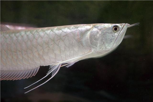 今天,养鱼老道订购的十条小黑斑水虎鱼到货了,速度倒是很快,为什么