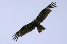 若尔盖生物大盘点（下）——高原鸟类图片