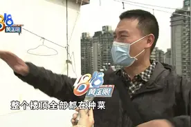 楼顶种菜被拔光，阿姨希望一视同仁图片