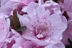 花前有我，花间有你，听花音，吻花香图片