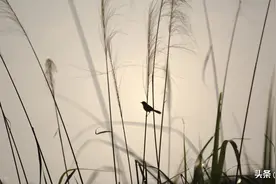 一分钟唱日语歌练假名识读，风恋歌，吹梦到西洲日语版图片