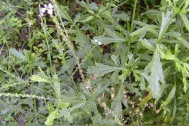 《生草药性备要》：活血通经 退上部火 此外你可知马鞭草的花语图片