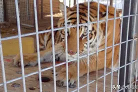 美国政府从“老虎王”手中没收68只“大猫”图片