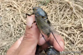 好多女人在结婚登记时害怕婚检，会有什么难言之隐图片