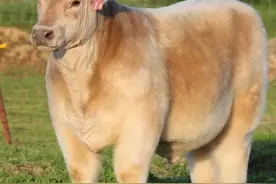 刚刚洗完澡的小牛，毛茸茸的，看起来就想团图片