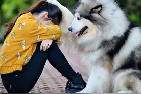 狗狗有这6个表现，说明它正在担心你，狗：主人你没事吧？图片