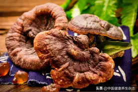 “仙草”灵芝功效多！但灵芝的品质不由大小决定图片