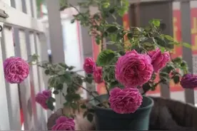 繁殖月季花，就用这个小东西，一次繁殖几百棵，太容易了图片