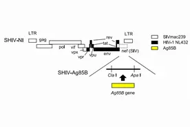 艾滋病疫苗实验成功！日本专家在猴子身上发现病毒消失图片
