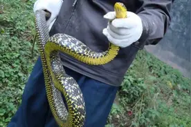 菜花蛇无毒，凭什么可以当“百蛇之王”？其它毒蛇反而还怕它？图片