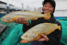 盘点5种“天价”鱼，最贵的一条300多万，土豪都嫌太贵了图片